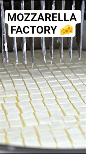 How Mozzarella Cheese Is Made in Factory 🧀🔥 #factoryprocess #food