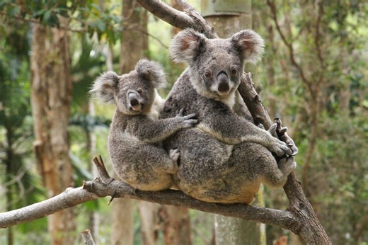 Punch, meet Rafa: Orphaned baby koala melts hearts with his stuffed toy