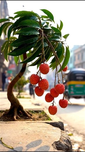 What a beautiful Scene! a litchi tree growing naturally on the side of the road.🎋❤️ #nature #fruits