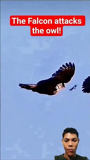 Falcon Strikes an Owl #falcon​ #falconattack​ #owl​ #birds​ #animals​ #viralshorts​ #shorts​