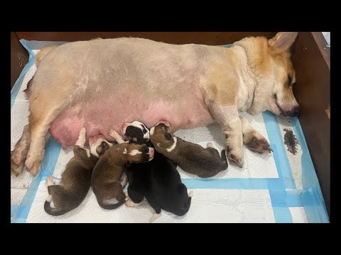 Corgi puppies 2 days old 😍