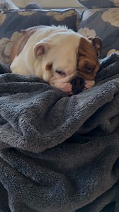 1.1K views | Who can relate? credit : @mr.beefy__thebulldog...