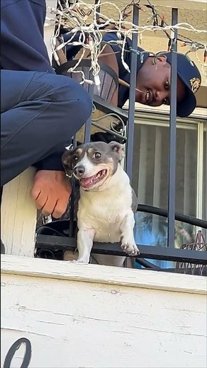 Firefighters Rescue Chubby Dog Stuck in Balcony Railing