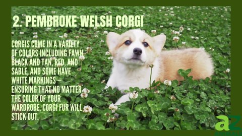 The Top 8 Shedding Dog Breeds