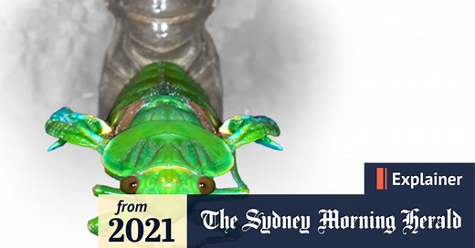 ‘As loud as a jet taking off’: Why do cicadas sing at dusk?