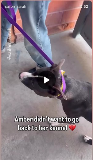 LAST CALL!!! AMBER IS SCARED TO GO BACK IN HER KENNEL! Amber is scheduled to lose her life at SEAACA on Wednesday, 1/28, at 2pm. Amber breaks my heart. She is so damn scared at Seaaca. She sits… | Mina Biancucci | 19 comments