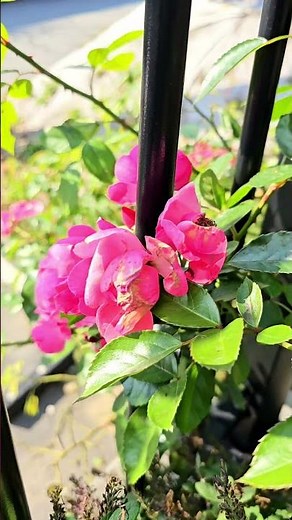 월계화 #장미꽃 # Rosa chinensis Jacq#김호중#Il Mare Calmo Della Sera #미스터트롯 #