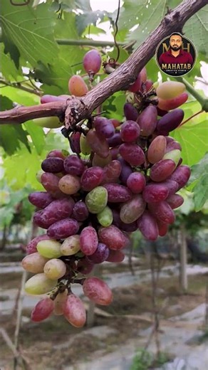 🍇 যশোরে রাশিয়ান আঙ্গুরের বাগান | ভাইরাল বায়কুনুর আঙ্গুর চাষ ||.