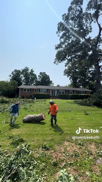 Expert Tree Removal Services with Lions Tree