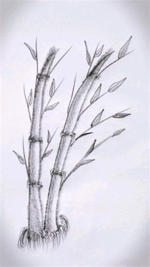 Amazing Bamboo Drawing Tutorial #viral #art #drawingtutorial #sketch #drawing #shorts