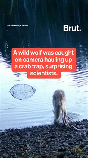 Brut on Instagram: "Researchers in western Canada captured rare footage of a wild wolf hauling a crab trap out of deep water. The wolf pulled in the buoy, dragged the line to shore and chewed through the trap to reach the bait. Scientists say this may be the first known example of tool use in wild wolves. The discovery came after traps set to control invasive crabs kept mysteriously appearing on shore. Cameras later revealed a single female wolf performing the entire sequence.⁣ ⁣ #canada #wildli