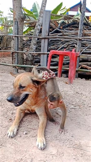 Best Smart SokYaa , ToTo ,Phao And Sokhaa Are Harmony And fun Will MAKE YOU SMILE