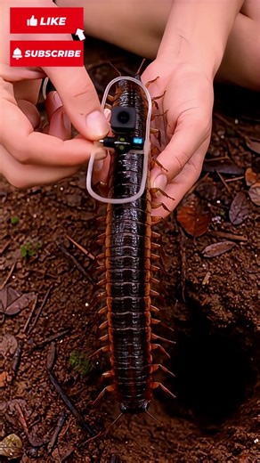 Walking With 1000 Legs! 😱 Millipede POV Experience #viralvideo #animals
