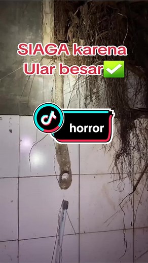 explore ketemu kulit ul4r #fyp #fypシ #fypシ゚viral #bali #ular #ularbesar #phyton #horror #horor