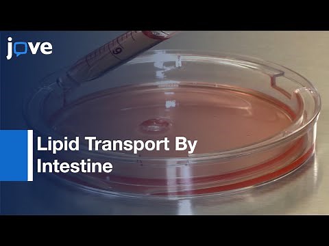 Using Caco-2 Cells To Study Lipid Transport By Intestine l Protocol Preview