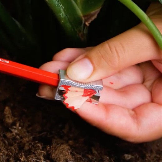 9.5M views · 136K reactions | The lazy gardener's guide to plant hacks! | 5-Minute MAGIC | Facebook