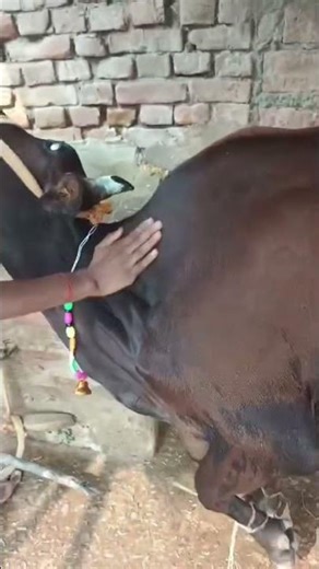 intramuscular injection in cow #manuminati07 #ytshorts #dairy #dairyfarming #shorts #cow