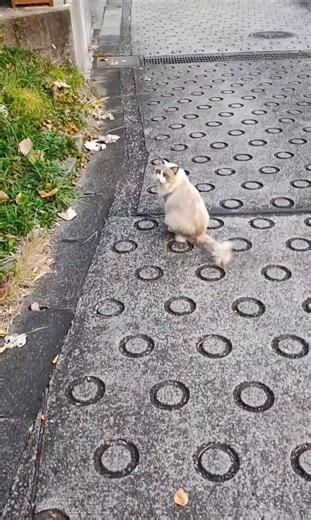 今日も仕方なく帰る猫さん