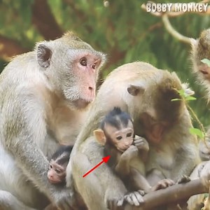 Older monkey fights each other because they jealous the baby monkey. | Bobby Monkey