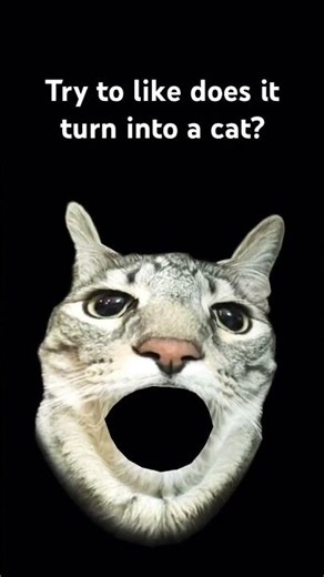 Does it work? #fliter #cat
