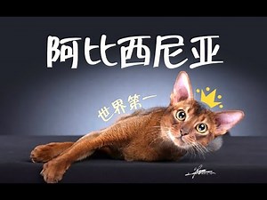 真正的猫中之狗！世界第一繁育人带你了解“阿比西尼亚”！【有猫说猫】