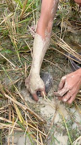 2.5M views · 9.7K reactions | Amazing fishing techniques  | Kasoy tv | Facebook