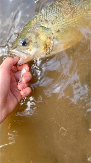 BIG Topwater Aussie Bass! #aussiebass #fishing #australia Australian bass. Bass #fish #native e