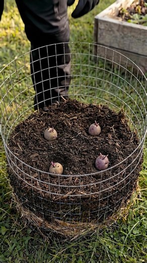 Growing 100 Potatoes in a Simple DIY Wire Tower | Growing Potatoes