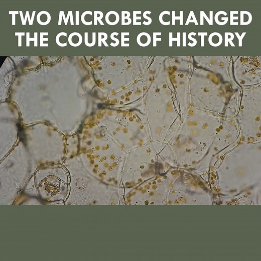 How Two Microbes Changed The Course Of History | Eons • PBS