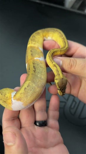 My favorite from our first Ball Python Clutch! Any name ideas?