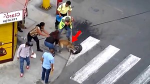 发疯比特有多可怕？一旦被它咬住，打死不松口！