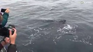 Few people are lucky enough to see a whale up close, but this group of crew members has managed to observe very closely how a pair of humpback whales revolve around the boat. | Rumble