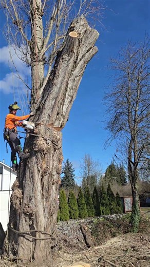 Removal of big Poplar Tree Multi-Stem