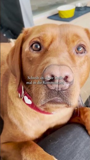 What you should know about ticks (if you have a dog) ⚠️🕷️🐕 #doghealth