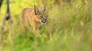 Caracal : taille, description, biotope, habitat, reproduction