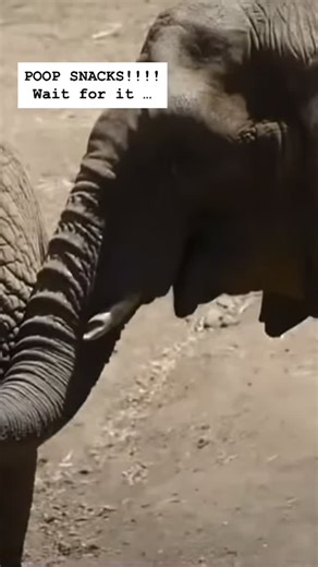The Poop Museum on Instagram: "Elephants poop out as much as half of what they eat, which means their poop can be a tasty snack for another elephant, as well as a source of beneficial bacteria to top up their digestive system! The technical term for eating poop is Coprophagia and it’s VERY common in the animal kingdom! But like us, elephants prefer their snacks direct from the cupboard! #elephant #poop #snacks #pooping #thepoopmuseum #poopmuseum #gross #weird #cool #coolfacts #butt #science #fri