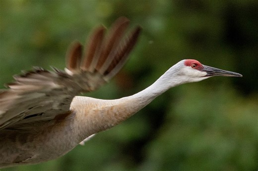 Medina County park relocates sandhill crane walk as flooding closes Chippewa Lake 