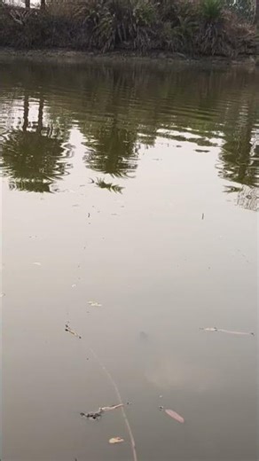 টোপ যদি মাছের পছন্দনীয় হয়, তাহলে খুব দ্রুত বড়শি দিয়ে মাছ ধরা সম্ভব।