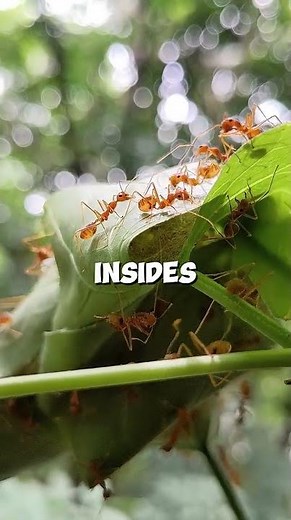 Ant explodes?! 🐜 #shorts