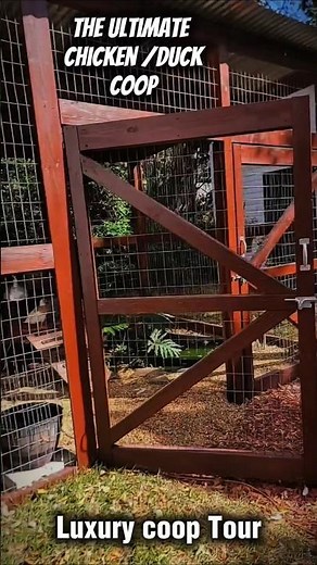 how to build a chicken & duck coop