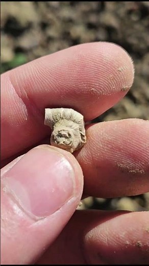 Annelid tube? #geology #science #fossil #paleontology