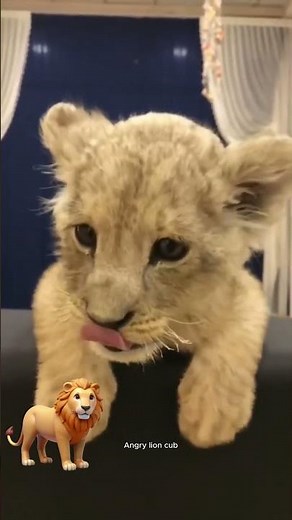 Sounds of lion cub, sound effects, animals sound, lion cub sound