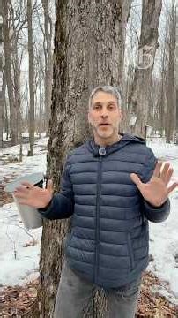 Maple syrup season is underway in Quebec