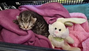 Der kleine Oliver Twist wurde mit "twisted leg syndrom" , einer Missbildung der Beine, geboren. Da ihn seine Mamakatze leider nicht angenommen hat und er aufgrund seiner Beeinträchtigung bei der Mutter auch nicht selbständig trinken kann, wäre er ohne Hilfe langsam zugrunde gegangen. "Das ist nunmal die Natur", werden jetzt viele denken. Und ja, das ist in freier Wildbahn auch so. Aber was die Natur nicht weiß: "Twisted leg" ist behandelbar! Es braucht Physiotherapie und wie bei allem: Geduld. O