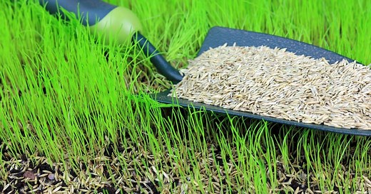 Le gazon : 6 variétés pour votre jardin