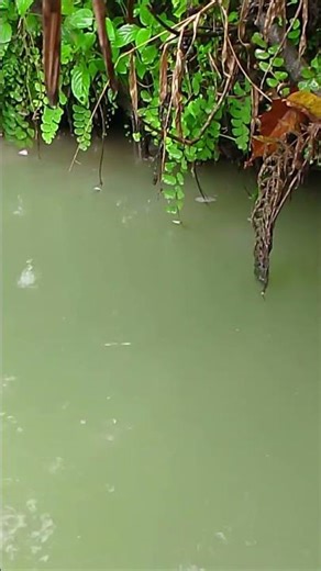 Rain in Nature is Beautiful #beautiful #rainsound #rain #rainoundforsleep