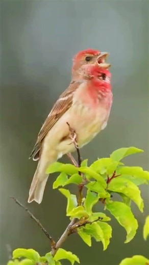 COMMON ROSEFINCH‼️ BERSUARA MERDU ✅✅