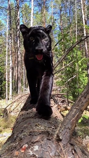 Black Leopard Luna: Watch Amur Panther Playing in the Wild