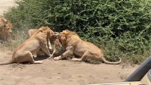 Lions fight over small prey due to territorial disputes, competition for resources, and an aggressive social structure where individuals compete for dominance and access to food. #instatravel #vacation #conservation #tourism #zoo #holiday #gamedrive #travelafrica #zanzibar #giraffe #desert #hunting #wildanimals #bigcats #instagram #masaimara #krugernationalpark #natgeowild #travelblogger #safarilife #lions #botswana #picoftheday #big #jungle #leopard #africanwildlife #camping #uganda #offroad | 