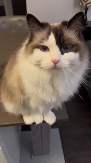 Adorable Baby Seagull Moments